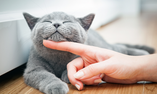 Caressez un chat : Ce que vous devez et ne devez pas faire !
