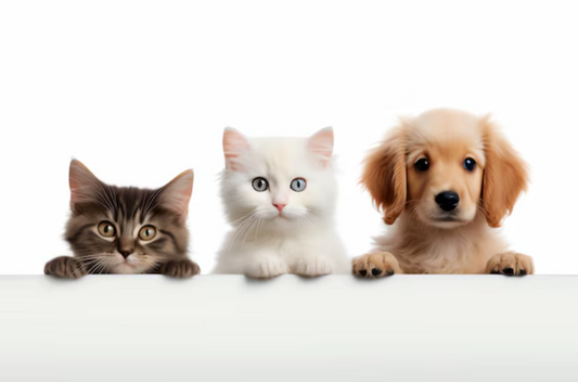 6 Conseils pour bien démarrer avec un chat ou un chien adopté : Comment créer une relation harmonieuse
