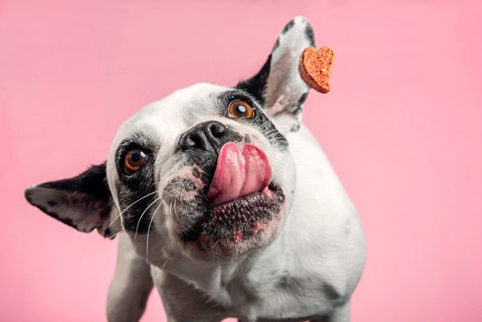 meilleur cadeau à offrir à votre animal de compagnie